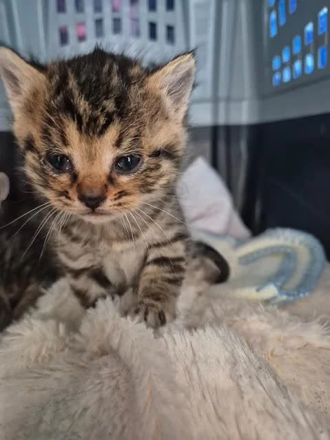 Heidi, female puppy European Shorthair for adoption at Keywords
