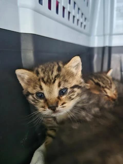 Hillary, female puppy European Shorthair for adoption at Keywords