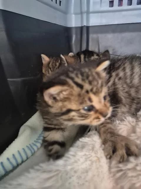 Amor, female puppy European Shorthair for adoption at Keywords