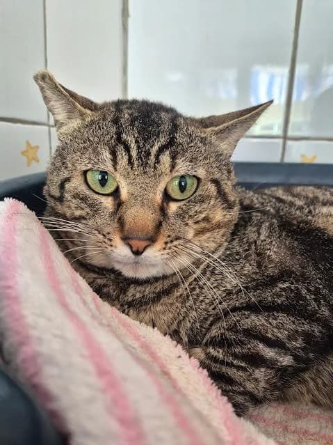 Tristras, male puppy European Shorthair for adoption at Keywords