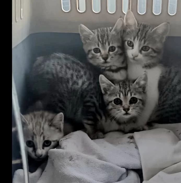 Babel,Babybel,Bailey,Bimb, female puppy European Shorthair for adoption at Keywords