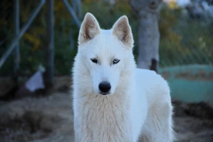Nala, female puppy Husky for adoption at Keywords