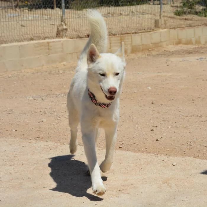 Balú, male puppy Husky for adoption at Keywords