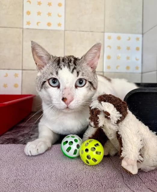 Pampam, male puppy European Shorthair for adoption at Keywords
