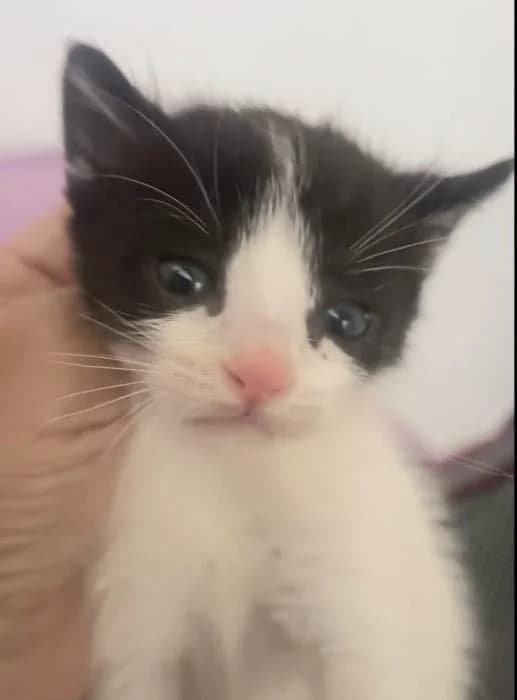 Versace, male puppy European Shorthair for adoption at Keywords