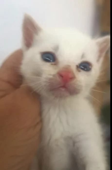 Valentín, male puppy European Shorthair for adoption at Keywords