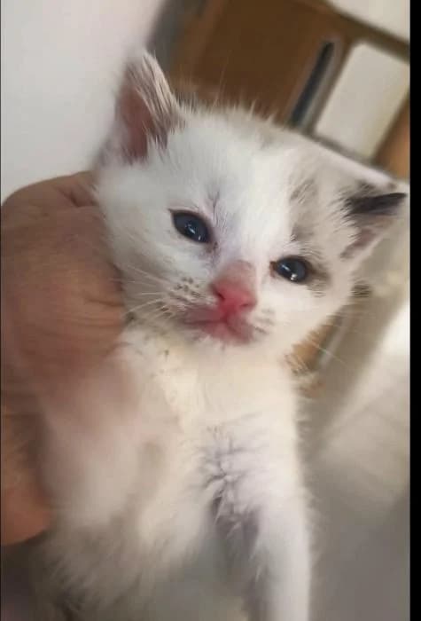 Valentina, female puppy European Shorthair for adoption at Keywords