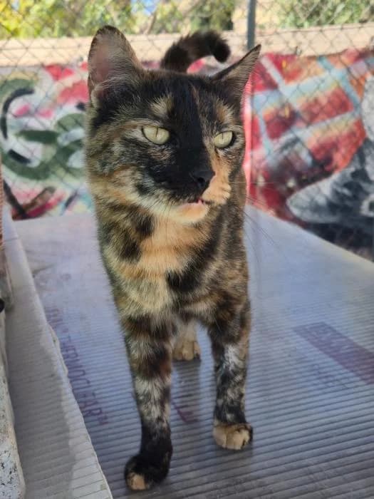 Rosalía, female puppy European Shorthair for adoption at Keywords