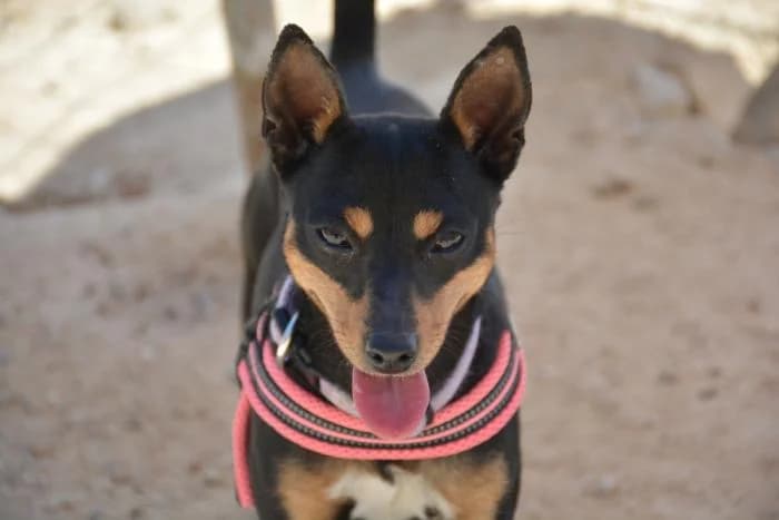 Kala, female puppy Mixed Breed for adoption at Keywords