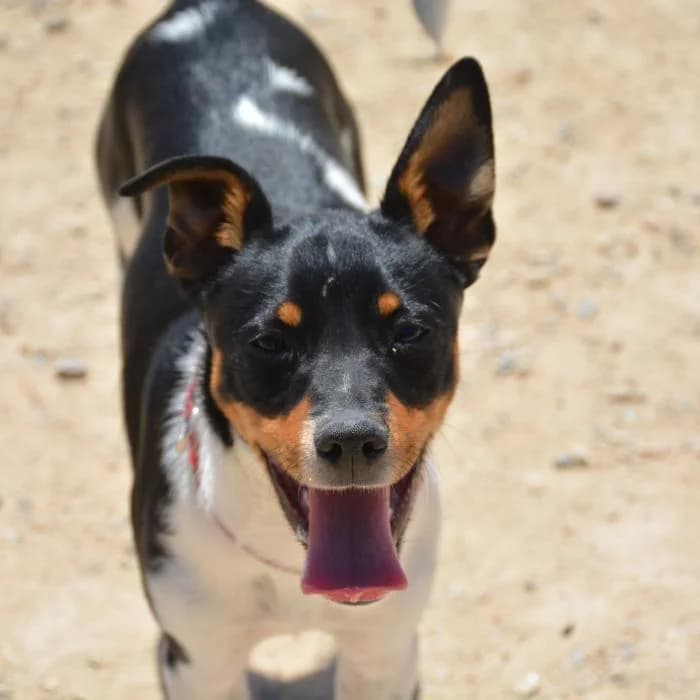 Kael, male puppy Mixed Breed for adoption at Keywords