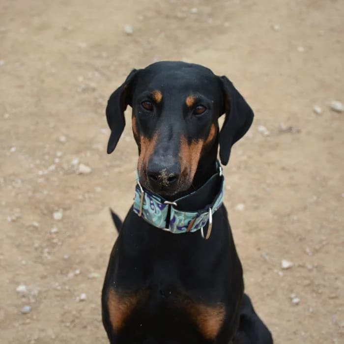 Rober, male puppy Doberman for adoption at Keywords