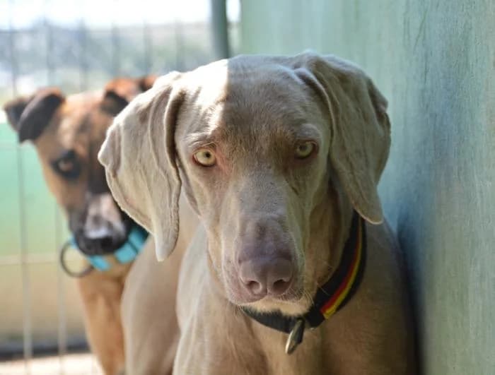Apolo, male puppy mixed breed for adoption at Keywords
