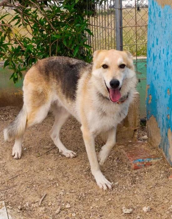 Jorge Javier, male puppy Mixed Breed for adoption at Keywords