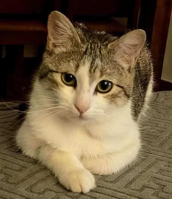 Aika, female puppy European Shorthair for adoption at Keywords