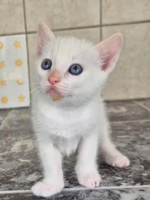 Tofu, male puppy mixed breed for adoption at Keywords