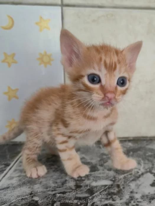 Turrón, male puppy mixed breed for adoption at Keywords
