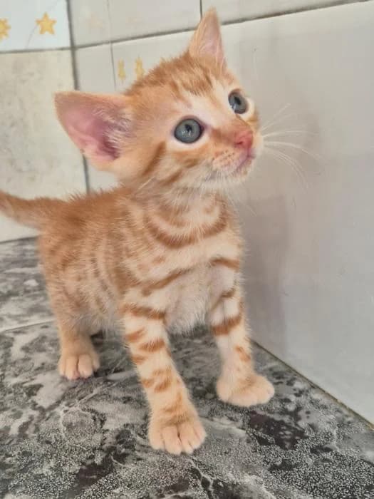 Cheeto, male puppy mixed breed for adoption at Keywords