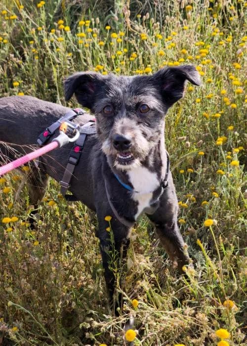 Akira, female puppy Mixed Breed for adoption at Keywords