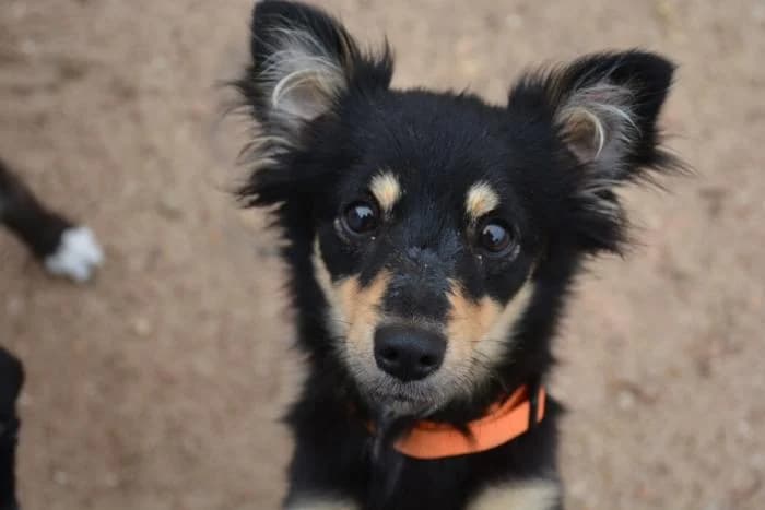 Violet, female puppy Mixed Breed for adoption at Keywords