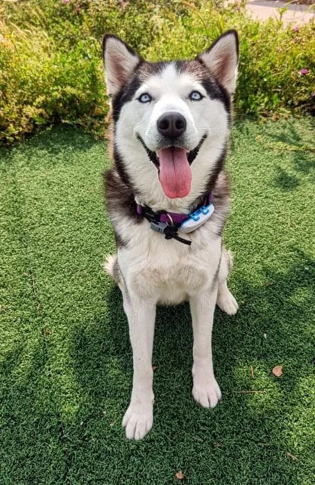 Julieta, female puppy Husky for adoption at Keywords