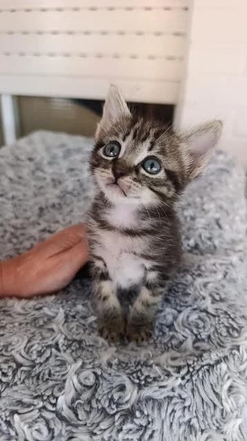 Luke, male puppy European Shorthair for adoption at Keywords