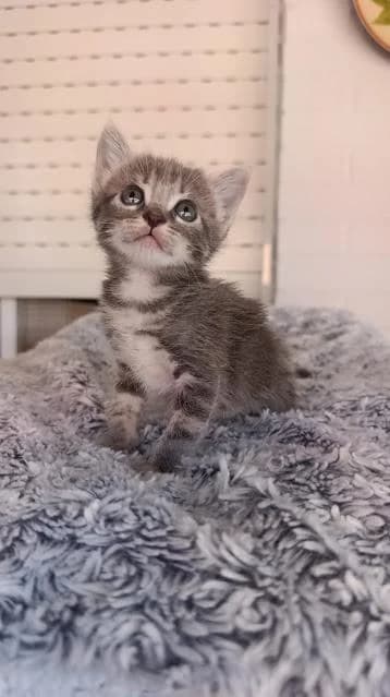Leia, female puppy European Shorthair for adoption at Keywords
