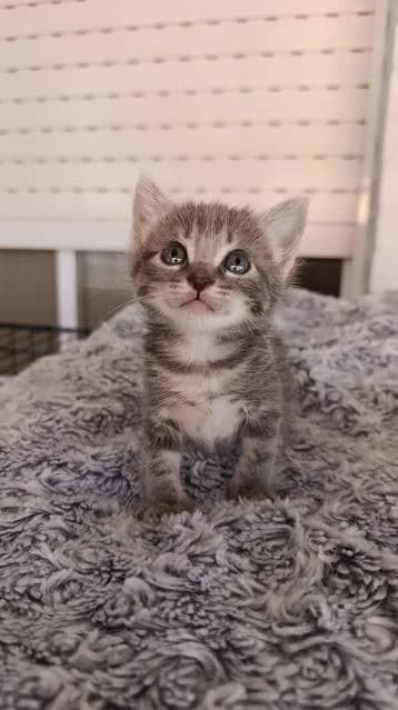 Dexter, male puppy European Shorthair for adoption at Keywords