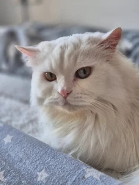 Nieves, female puppy European Shorthair for adoption at Keywords