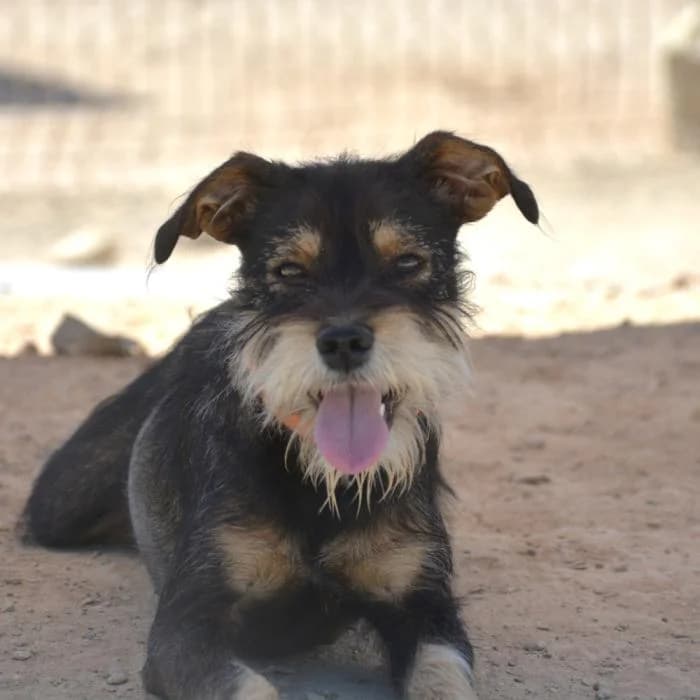 Veneta, female puppy Mixed Breed for adoption at Keywords