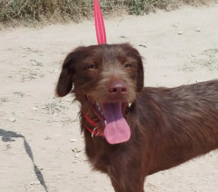 Tinto, Mixed Breed (Keywords)