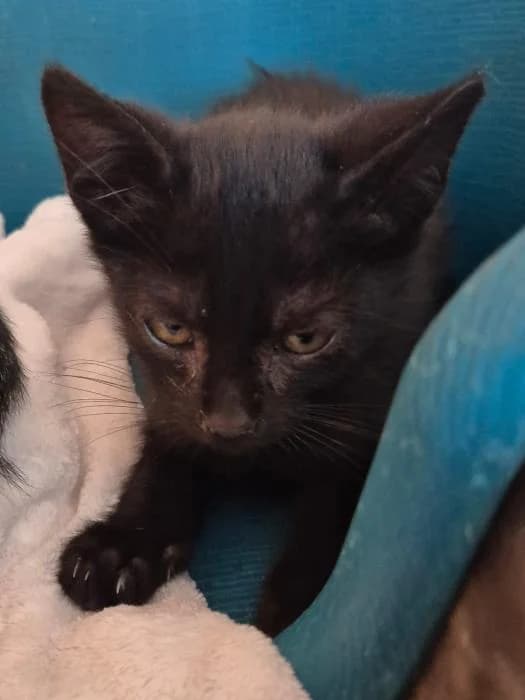 Merlín, male puppy European Shorthair for adoption at Keywords