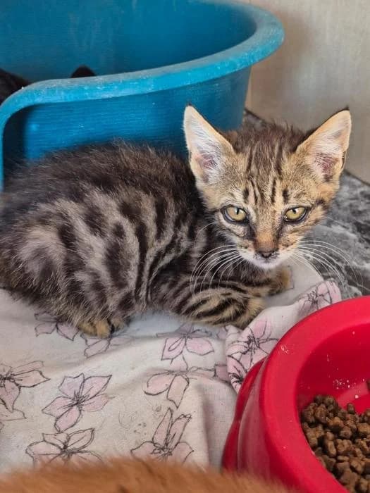 Menta, female puppy European Shorthair for adoption at Keywords