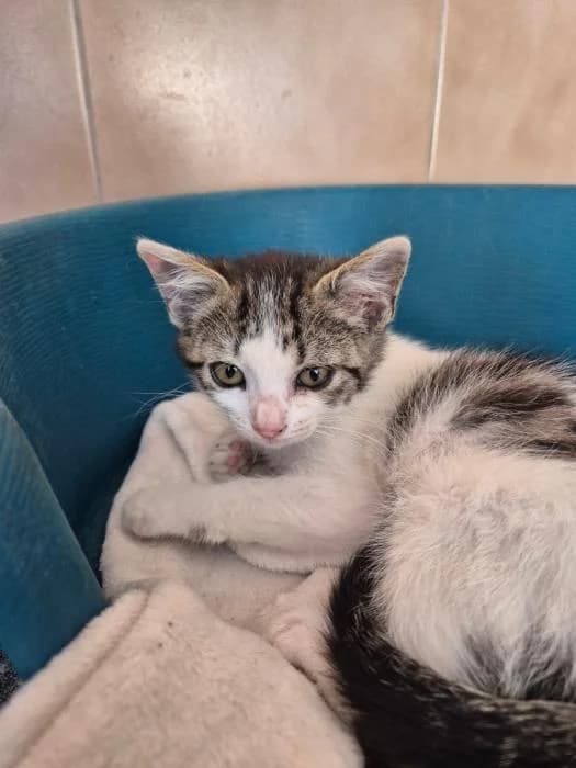 Miel, female puppy European Shorthair for adoption at Keywords
