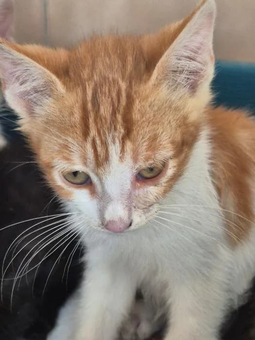 Mostaza, male puppy European Shorthair for adoption at Keywords