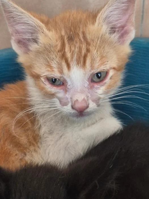 Mango, male puppy European Shorthair for adoption at Keywords