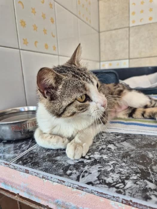 Noa, European Shorthair (Keywords)