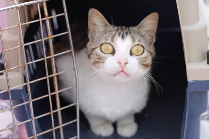 Noa, female puppy European Shorthair for adoption at Keywords
