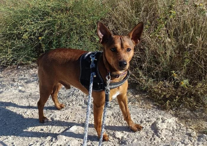 Gordo, Mixed Breed (Keywords)