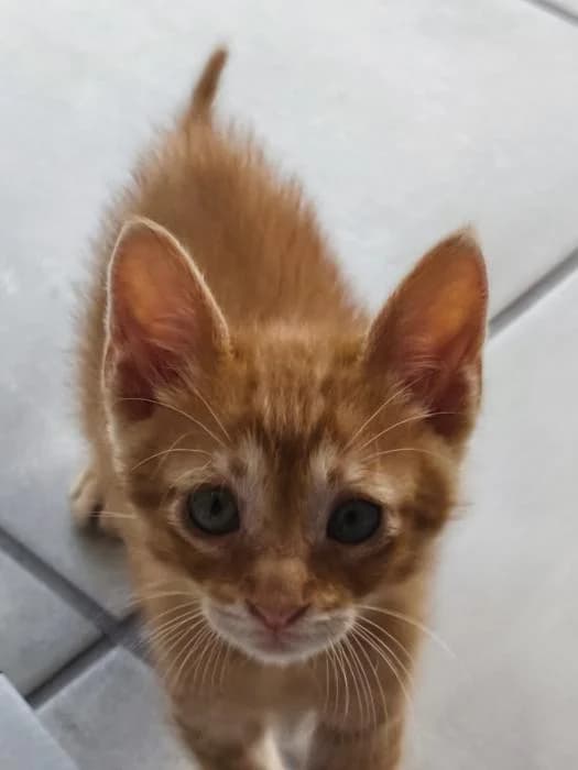 Jaguar, male puppy European Shorthair for adoption at Keywords