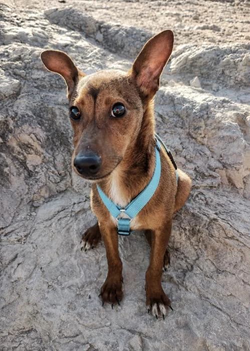 Remolino, male puppy Mixed Breed for adoption at Keywords