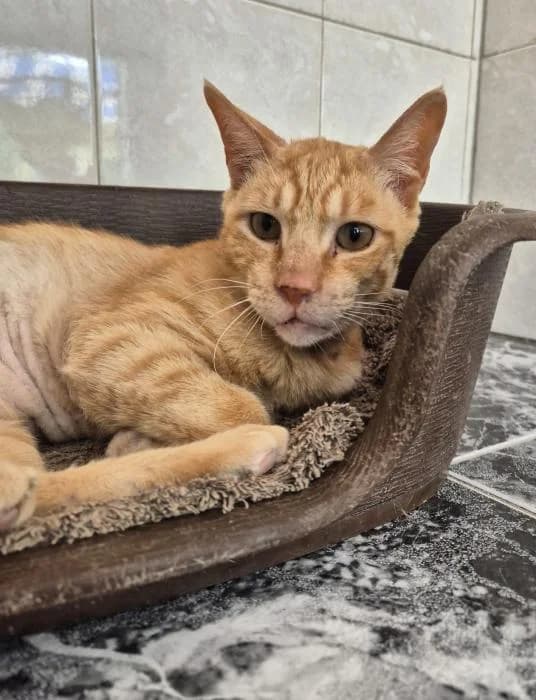 Rubio, male puppy European Shorthair for adoption at Keywords