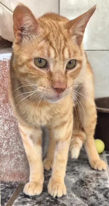 Rubio, male puppy European Shorthair for adoption at Keywords