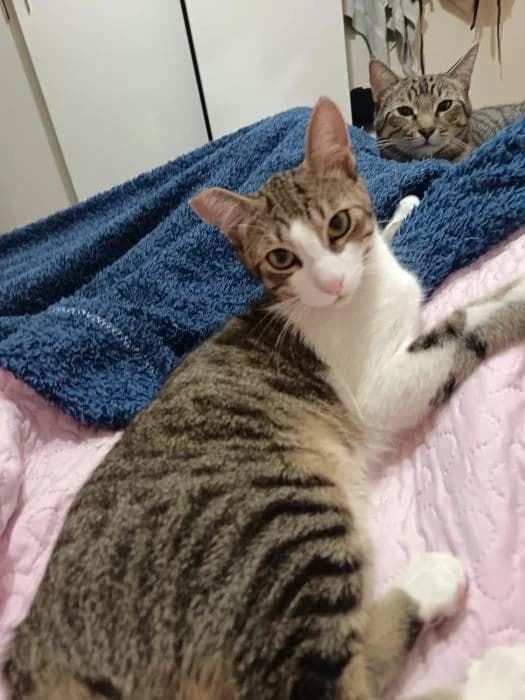 Miaumiau, male puppy European Shorthair for adoption at Keywords