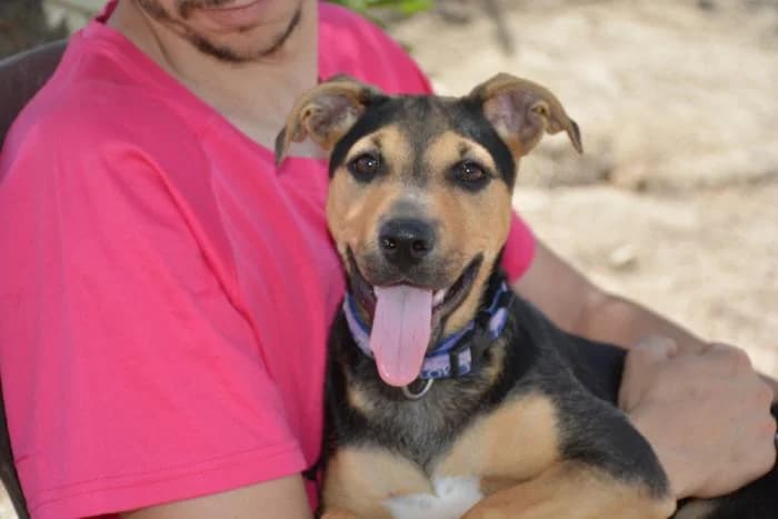 Canela, female puppy Mixed Breed for adoption at Keywords