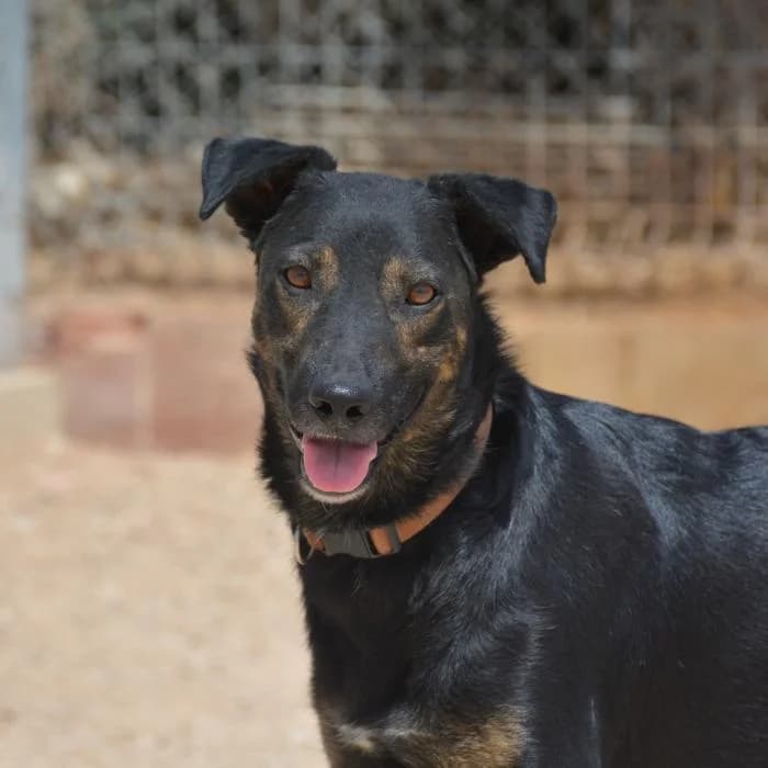 Gomi, male puppy Mixed Breed for adoption at Keywords
