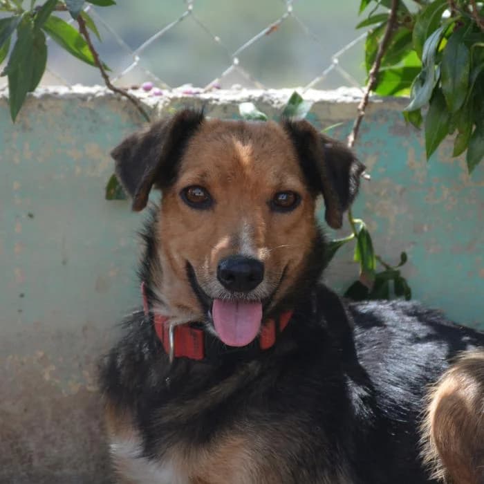 Nica, female puppy Mixed Breed for adoption at Keywords