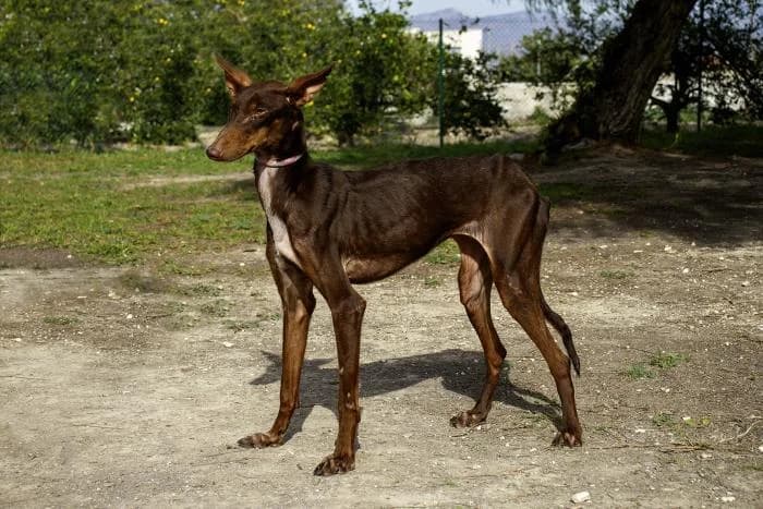 Pinda, female puppy mixed breed for adoption at Keywords