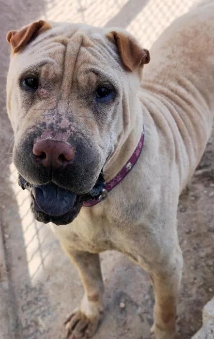 Copito, male puppy Shar Pei for adoption at Keywords