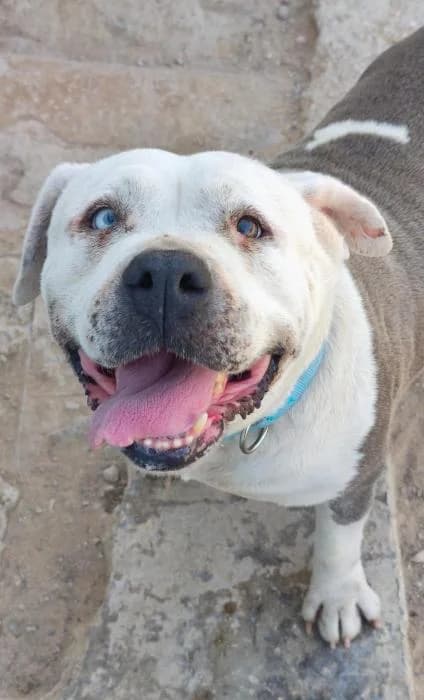 Prada, female puppy American Bully for adoption at Keywords