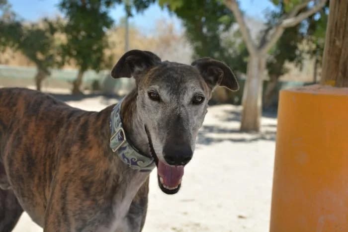 Faraón, male puppy Galgo Español for adoption at Keywords